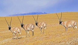 地方新聞精選 | 三江源國家公園核心區(qū)禁止旅游探險(xiǎn) 內(nèi)蒙古干旱面積超5成