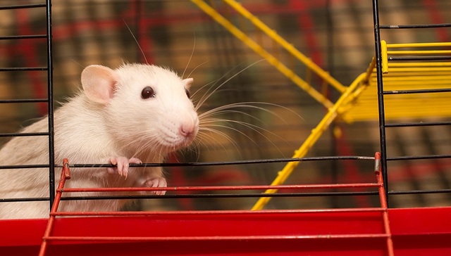 青春不老药来了吗？这次在老鼠身上有效