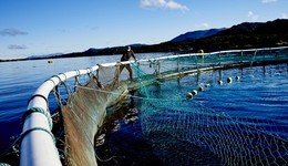 負(fù)債高企、主業(yè)持續(xù)虧損，訴訟不斷，易主后ST獐子島持續(xù)經(jīng)營(yíng)能力仍遭質(zhì)疑