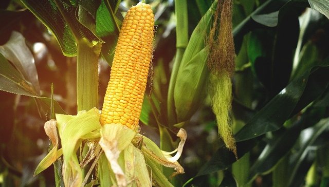 康龙种业，隆平高科，荃银高科，玉米种子，毛利率下滑，