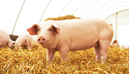 猪价持续磨底，“养猪一哥”牧原股份卖一头猪亏超150元，拐点何时来临？