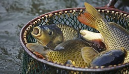 直通部委 | 我國主要江河湖海全面進入休禁漁期 4月全國城鎮(zhèn)調(diào)查失業(yè)率為5.2%