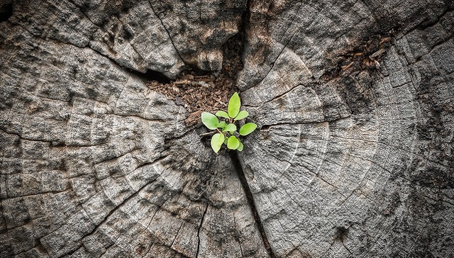 药明系联合创始人赵宁辞世，她和丈夫李革开创了中国CRO的一个时代