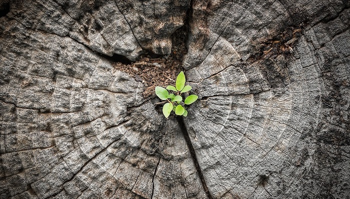 药明系联合创始人赵宁辞世，她和丈夫李革开创了中国CRO的一个时代