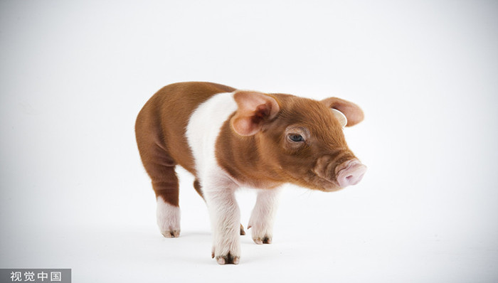 调研早知道 | 价格企稳，生猪养殖进入磨底周期