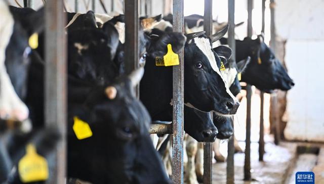 奶业发展,新疆伊宁市,撒料,产业链,赋能,花儿,加工能力,供应链,丁磊,动能