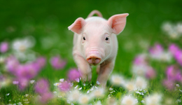 豬價(jià)低位徘徊，羅牛山擬定增近18億大擴(kuò)產(chǎn)，近期股價(jià)持續(xù)下行