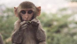 無路可走，美國是如何一步步被天價猴“綁架”的？