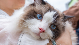 00后养宠：每月2千“营养费”，一天5种保健品