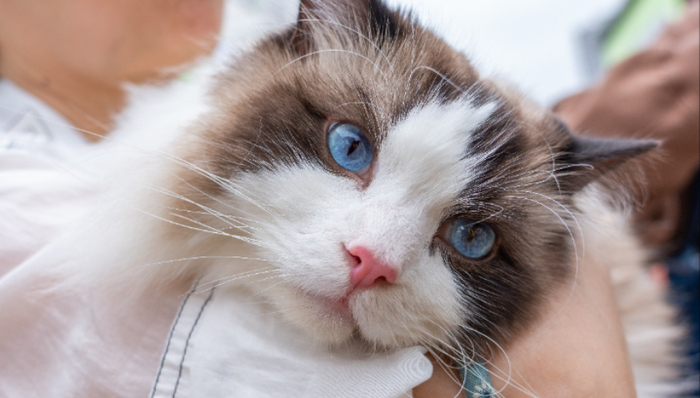 宠物经济,保健品,消费,投资,猫狗