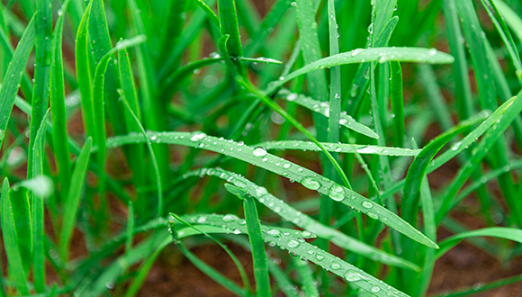 韭菜农残标准上调，对标日韩为出口提供便利？