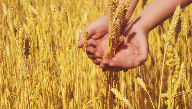 河南多地小麦收割遭遇连阴雨，厄尔尼诺如何影响麦价？