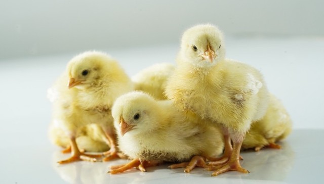 投资超5亿美元却多年发展不顺，麦当劳鸡肉供应商嘉吉出售中国白羽鸡业务