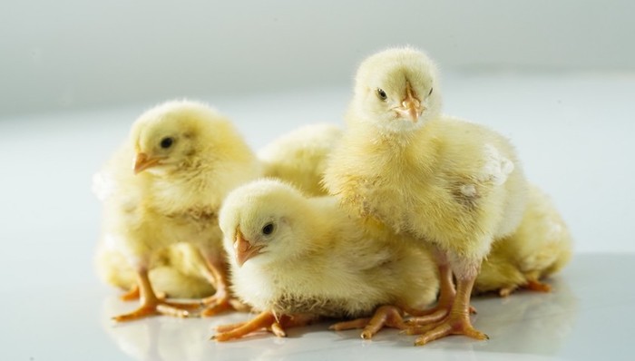 投资超5亿美元却多年发展不顺，麦当劳鸡肉供应商嘉吉出售中国白羽鸡业务