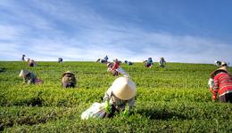 继“户外露营”之后，“认养农业”又站上风口？