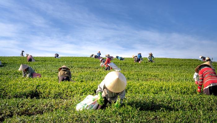 认养农业,产业发展,农业,新消费,