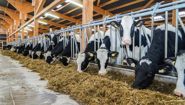 短期,偿债能力,不足,新乳业,扩张,暂停键,未来,降负债