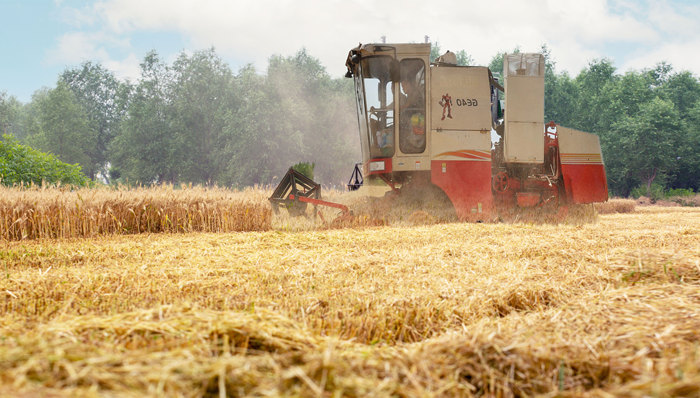 十年不遇“烂场雨”之后抢收河南小麦，农业农村部、中储粮等部署收割作业