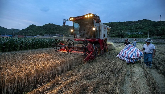 河南8500万亩小麦已收割超2成，周末迎新一轮降雨