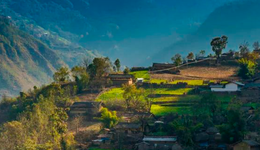 賣慘助農(nóng)，視頻里的“爺爺家的瓜”，讓多少人上當(dāng)？