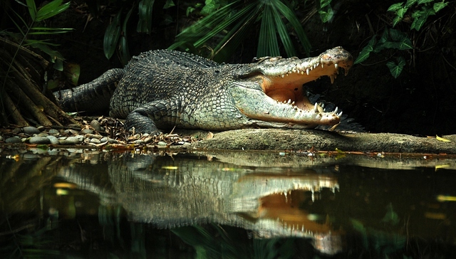 人的欲望就像一条鳄鱼，不对它控制就会迅速膨胀 | 一周新书推荐