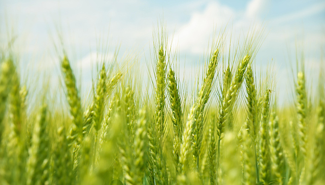 河南何以成为中国小麦最重要产地？