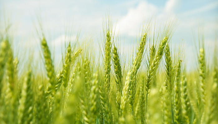 河南何以成为中国小麦最重要产地？