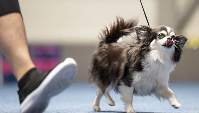 宠物药诞生首个全球销量“重磅炸弹”，国产玩家为何却难见爆款