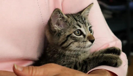 宠物保险：真“噱头”还是真“有用”？