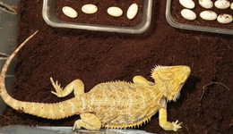 00后爱上爬宠，一只“蛙”能卖8000块