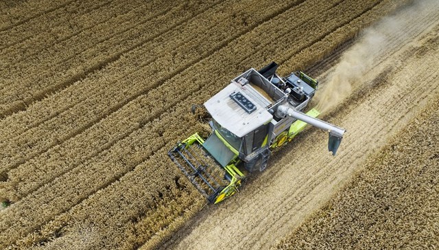 河南受损小麦如何收购？多地官方价格约为每斤0.8元-1元