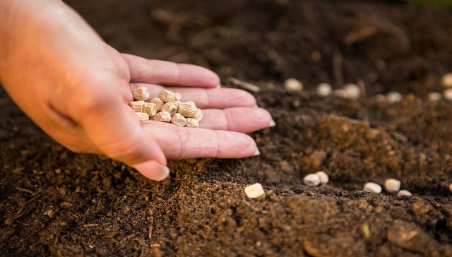 秋乐种业控股股东更名河南种业集团，河南种企中还有这些上市后备军