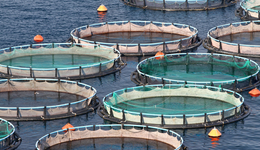 要規(guī)模更要質(zhì)量，萬(wàn)億級(jí)水產(chǎn)養(yǎng)殖市場(chǎng)成為“金飯碗”