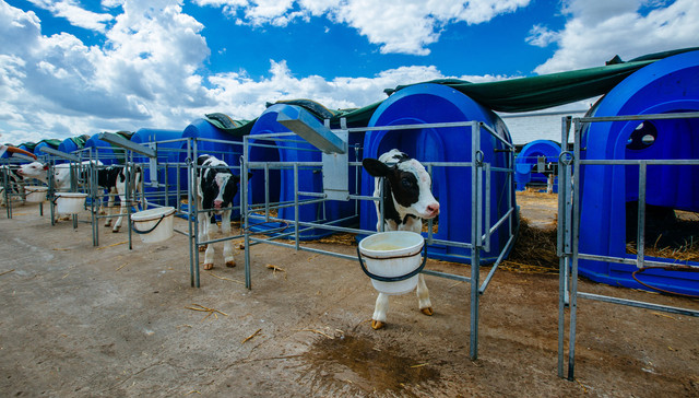 新乳业,杠杆并购,后续,质押现代牧业,5.59亿股份,借7000万美元