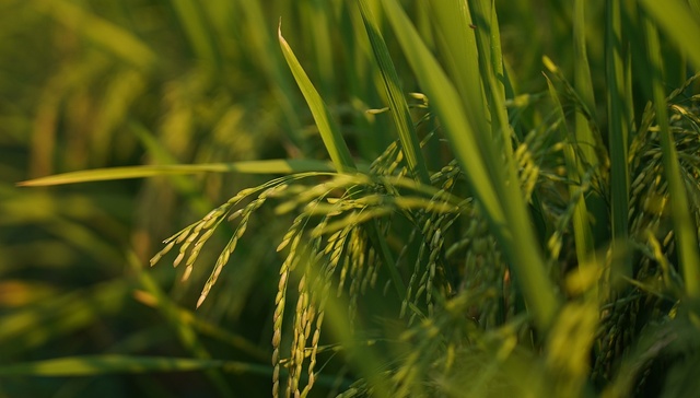 “五子登科”，上海技术助力建宁乡村振兴 | 沪明合作观察