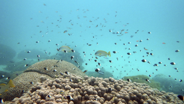 挪威计划开放深海采矿，下一条淘金新赛道？