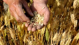 【深度】糧食安全保障法呼之欲出