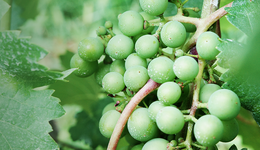 川酒的另一种可能，藏在甘孜秘境