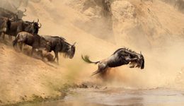 用AI發(fā)愿，垂直行業(yè)廠商逐夢(mèng)“大模型圈”