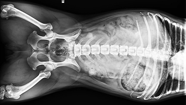 【图集】从X光到针灸，宠物的看病之路