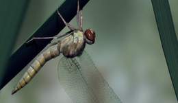 紅蜻蜓折翼？