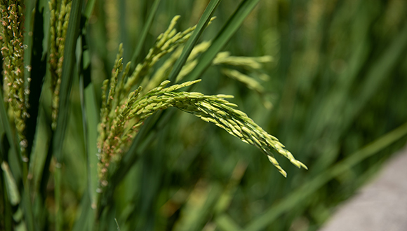 厄尔尼诺对农业影响几何？南涝北旱或对早稻、夏玉米不利