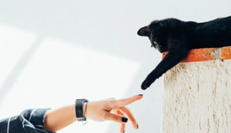 铲屎官放假后，“毛孩子”们该何去何从?