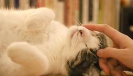 打造本土寵物醫(yī)藥第一品牌，瑞普寵物注冊主體卻盈利告急