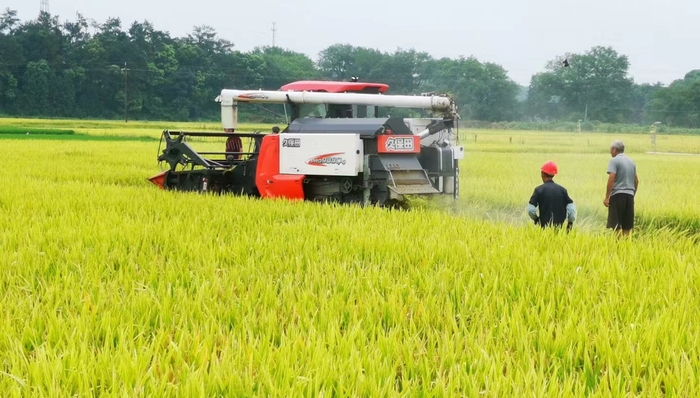 2023新增超级稻品种16个，“种业芯片”研发加速年均推广面积超1.3亿亩