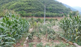 上半年洪澇災(zāi)害致3099.1萬人次受災(zāi)，直接經(jīng)濟(jì)損失210.4億元