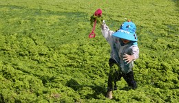 地方新聞精選 | 青島發(fā)布海洋大型藻類災(zāi)害藍(lán)色預(yù)警 海南打掉試圖偷渡境外團(tuán)伙抓獲39人