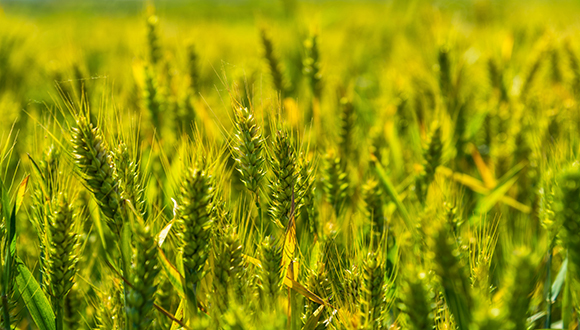 农发种业净利增长超五成股价涨停，种业或将迎来景气周期