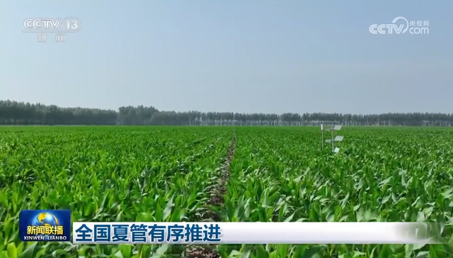 秋粮,夏大豆,拔节期,苗情,长势监测,生育进程,玉米,种植模式,作物田间管理,农业农村