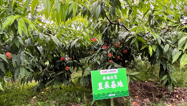 头茬南汇水蜜桃甜蜜来袭 上海市民最快30分钟可尝鲜